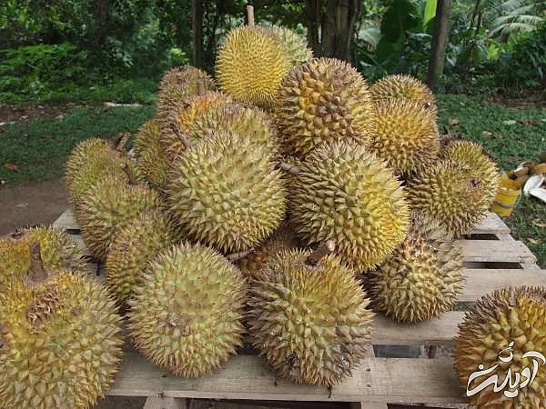 خواص دوریان 